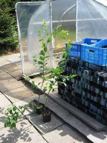 Grab pospolity, doniczka C-2, 80-100 cm,300 sztuk,