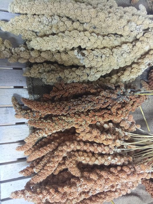 Milhos paincos e sementes africanas