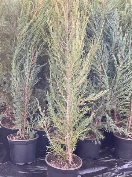 Ялівець скельний 'Blue Arrow'