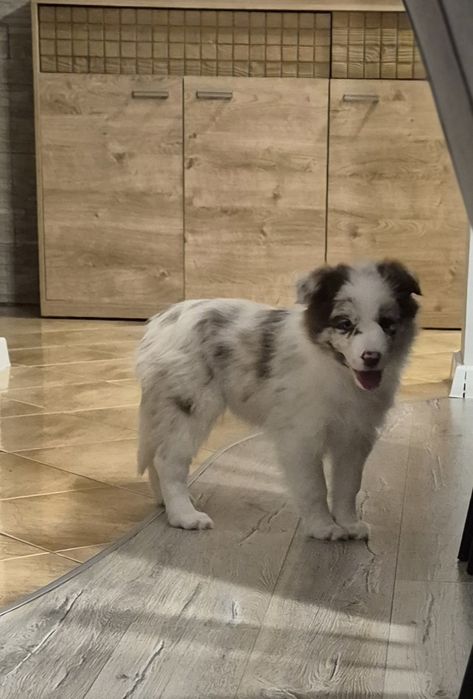 Border Collie szczenięta