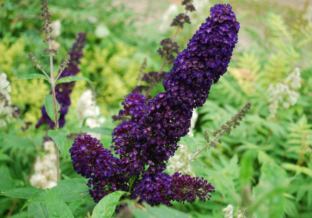 BUDLEJA CZARNA Black Knight - sadzonki w doniczkach !