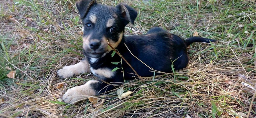 Віддам в хороші руки