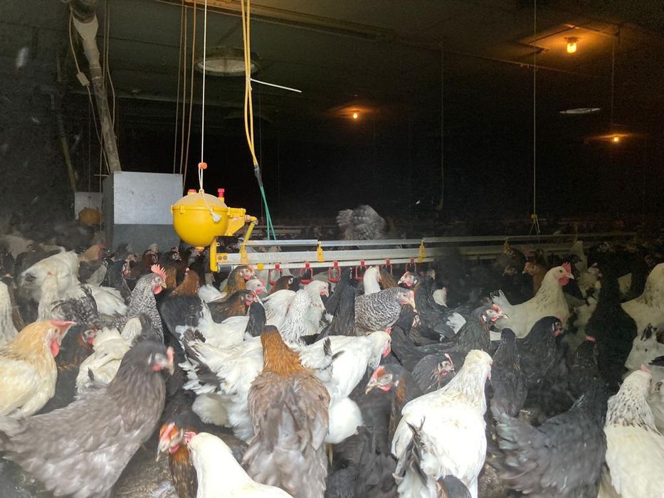 Kury Nioski Rosa, Leghorn 24 tygodni z Wysyłką!