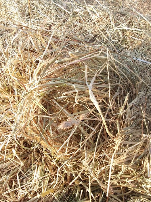 Солома, сіно. Пшенична, ячмінна, вівсяна солома в тюках