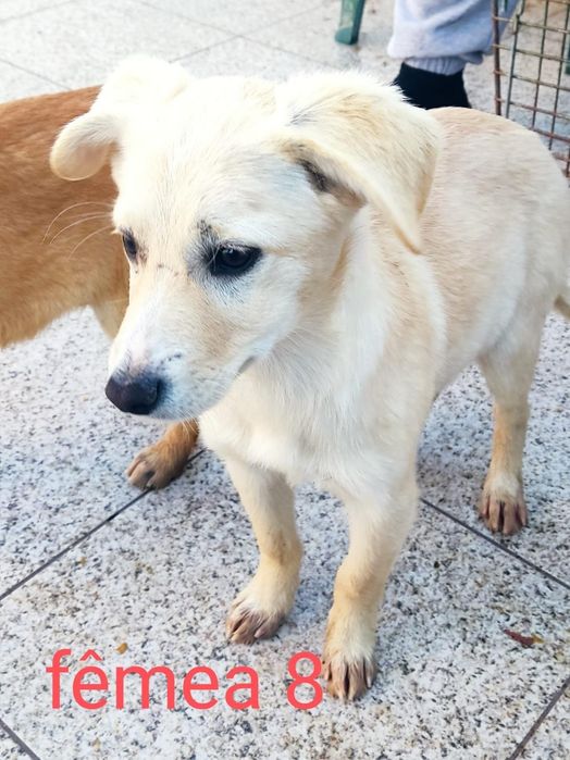 Caezinhos com 3 mesinhos para adopção