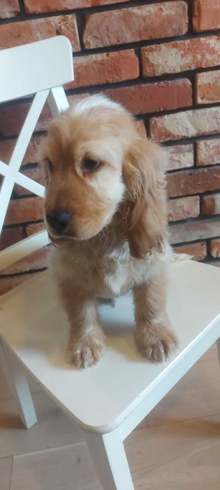 Cocker spaniel angielski Śliczny chłopczyk do odbioru