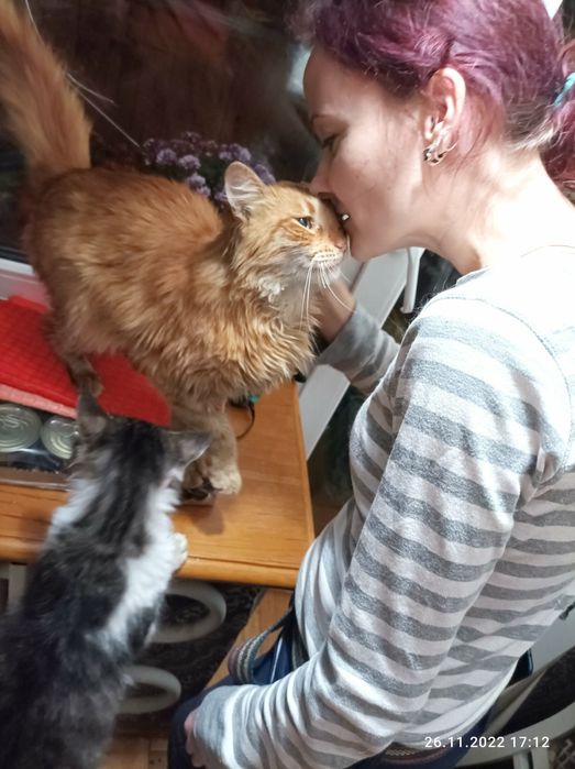 Отдам рыжего пушистого кота, 3 года, кастрирован, привит