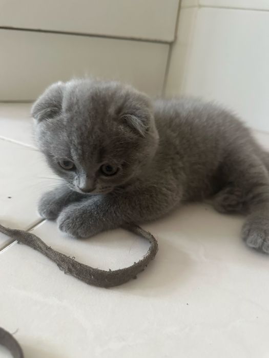 gatinho scottish fold