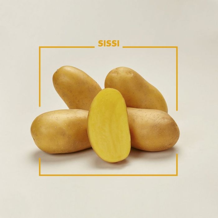 Ziemniaki Jadalne SOLO  SISI