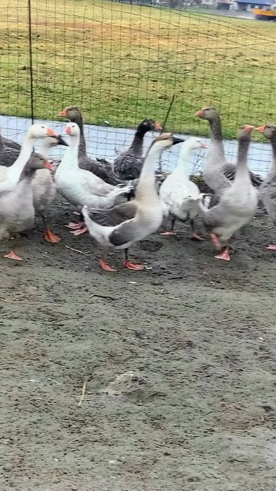 Sprzedam  gęsi z