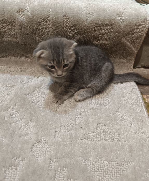 Котята веслоухие