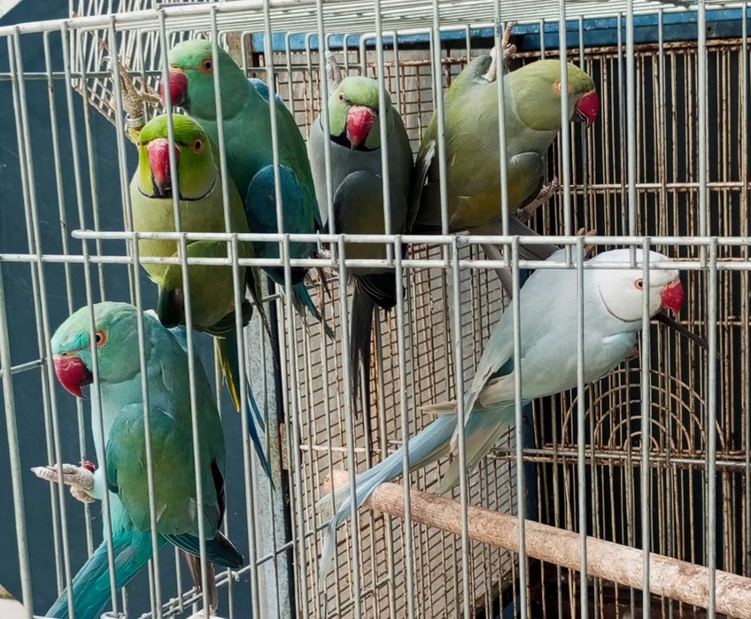 Várias Aves criadas a mão