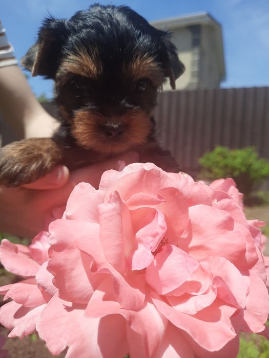 Милые девчата йорка