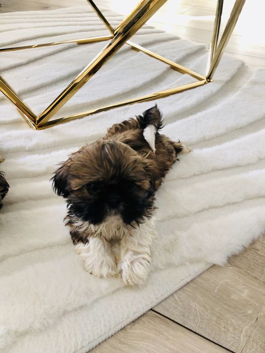Shih tzu szczeniaczki