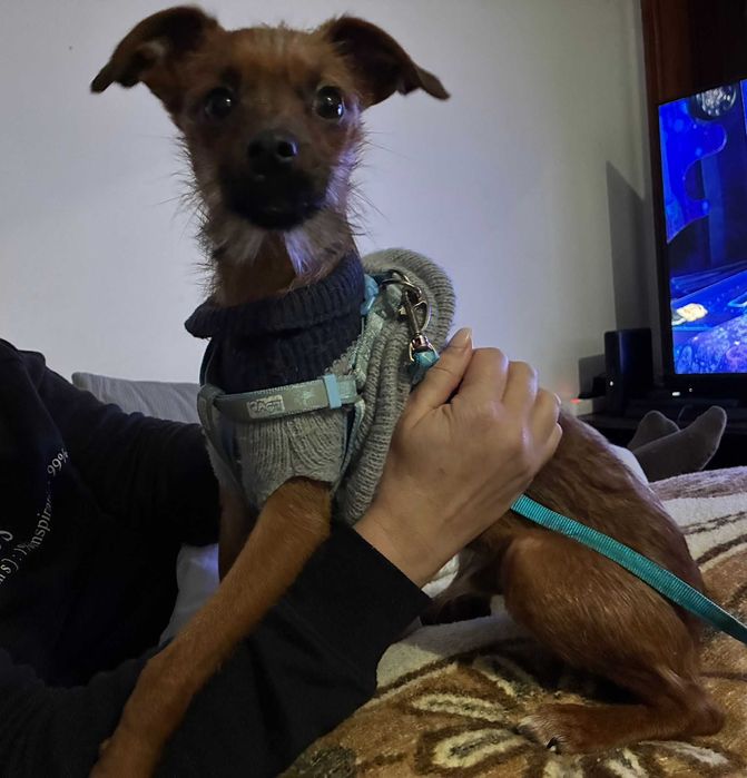 Caozinho de 7 meses - tudo em dia