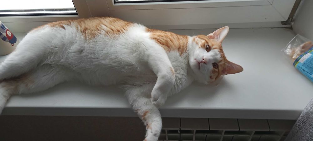 Ханафи в ожидании любящего сердца!