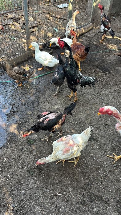 Indios, fracas e patos