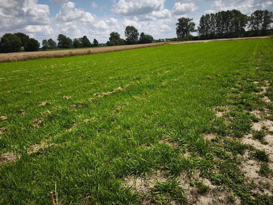 Działka budowlana 1200 m² – Sitno | 8 km od Zamościa