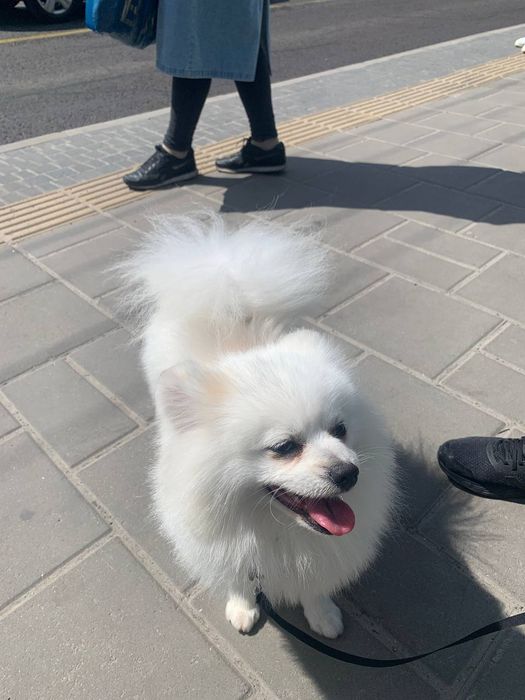 Померанський шпіц