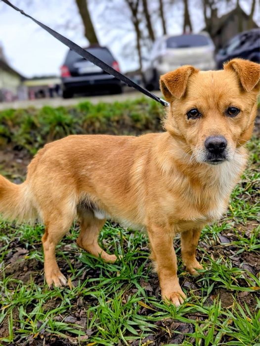 maly psiak do adopcji