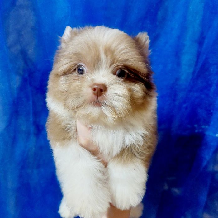 Мальчик бивер йорк ,будет до 2 х кг