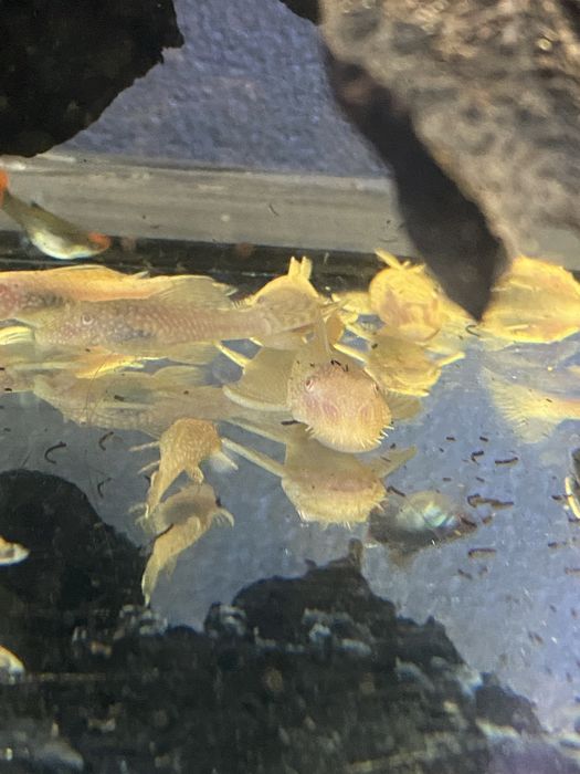 Glonojady gold dwie pary młode