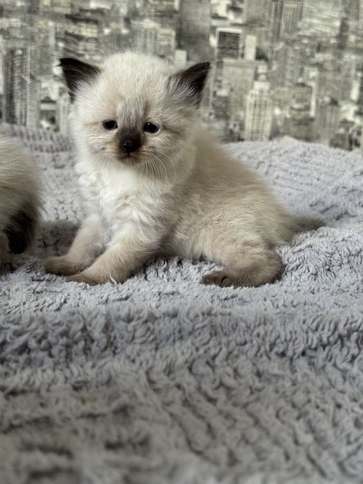 є можливість відправити у Хмельницький Кошенята невска маскарадна