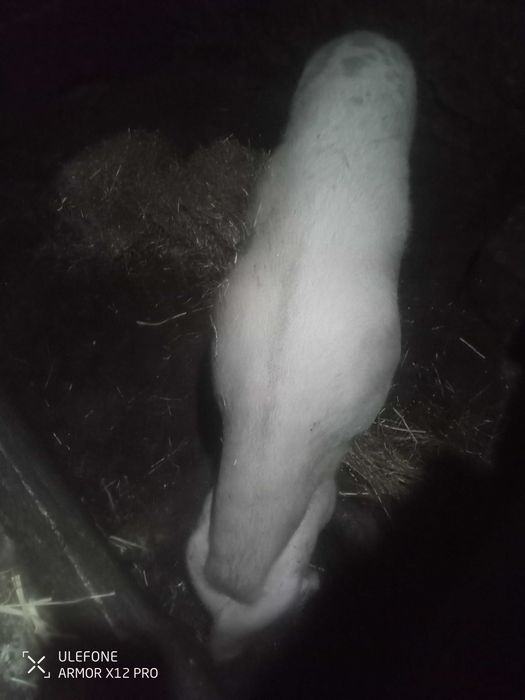 Vendo porca e porco inteiro bisaros