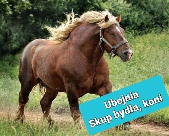 Skup koni,klaczy, bydła,cieląt,owiec