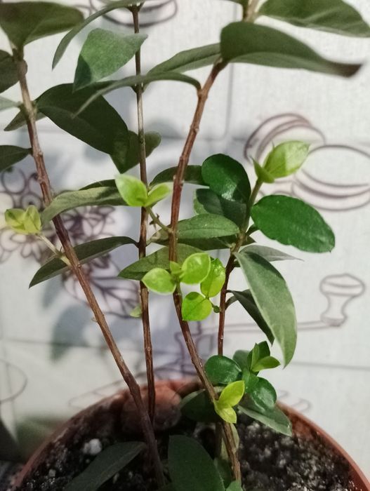 Мирт вариегатный