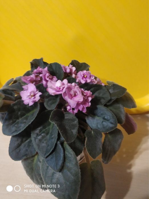 Фиалка шикарная