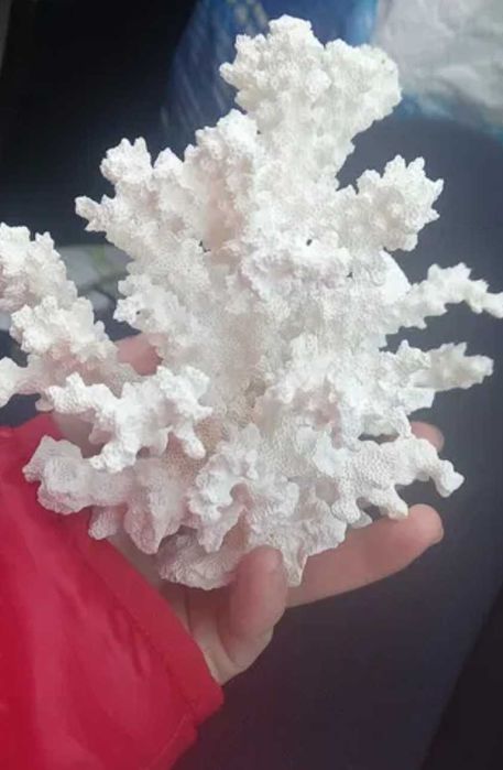 Duas peças de corais de Punta Cana +Uma concha dividida  em duas