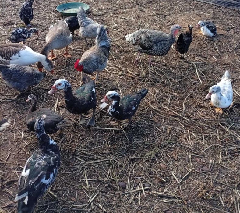 Vendo casal de patos mudos