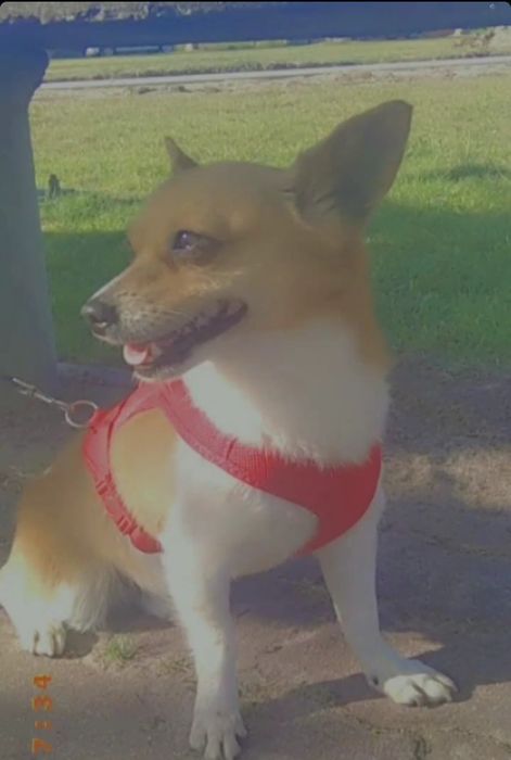 2 Cães de porte pequenao