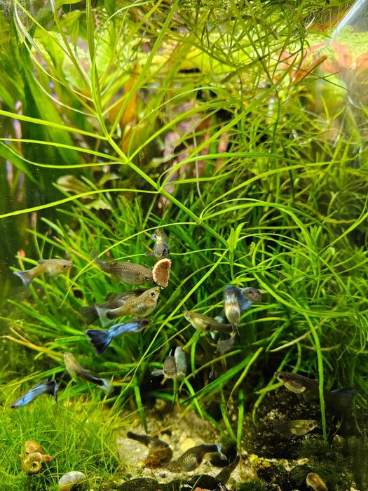 Rosliny akwariowe Eriocaulon, Gałezatka, Vallisneria Asiatica