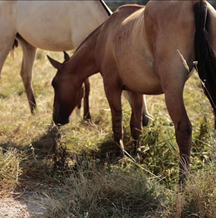 Poldra psl baio pardo