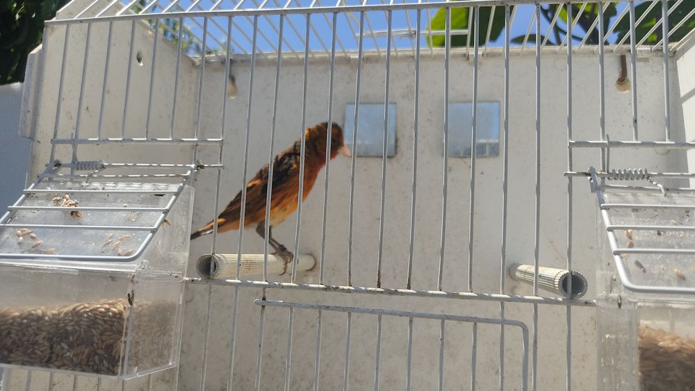 Híbrido de canário/pinta
