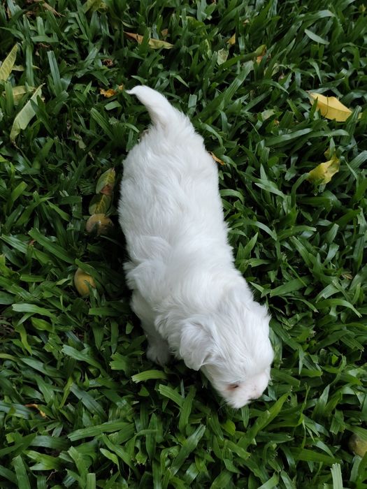 Fêmea Bichon Maltês