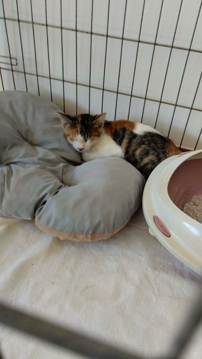 Gatinha 4 meses ADOÇÃO
