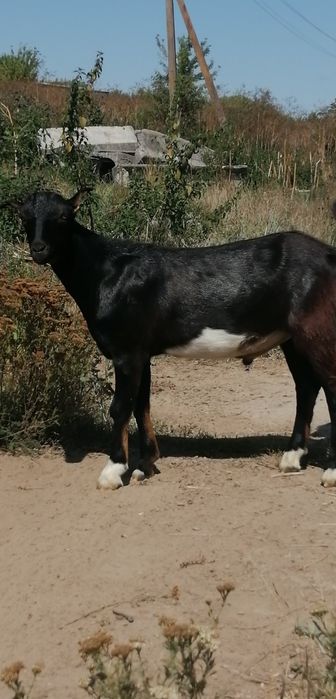 Козлик мама Ламанча батько Нубокаморі