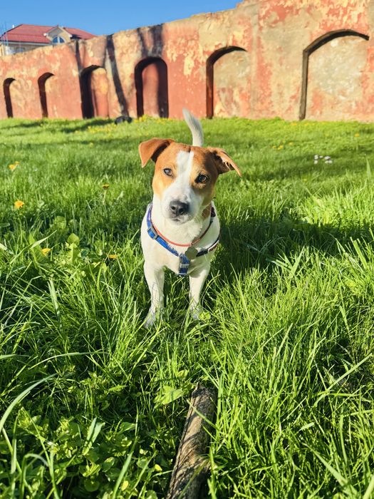 Вязка джек рассел терьєра