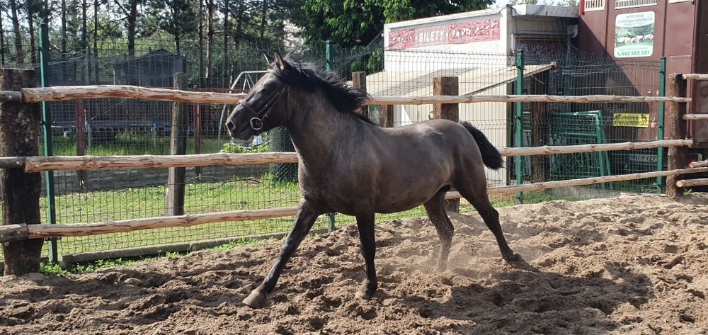 Konik Polski Ogier Dementor
