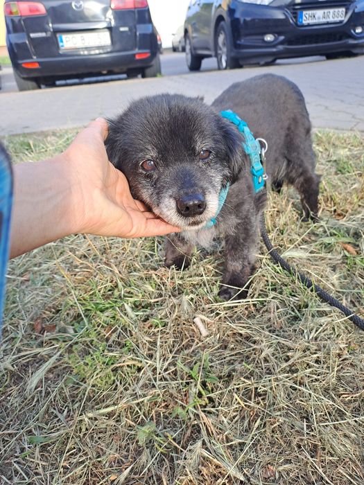 Misiek. 6kg pieska szuka domku