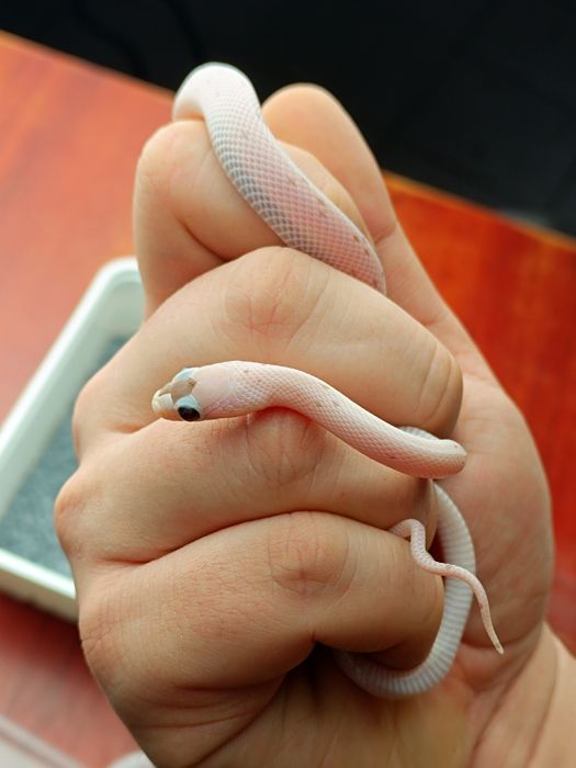 Wąż zbożowy / Charcoal Palmetto ph. 66% amel / Łatka z plamek