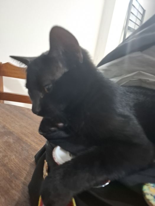 Adoção de cadela e gatinhos