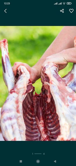 Баранина ягнятина тушка