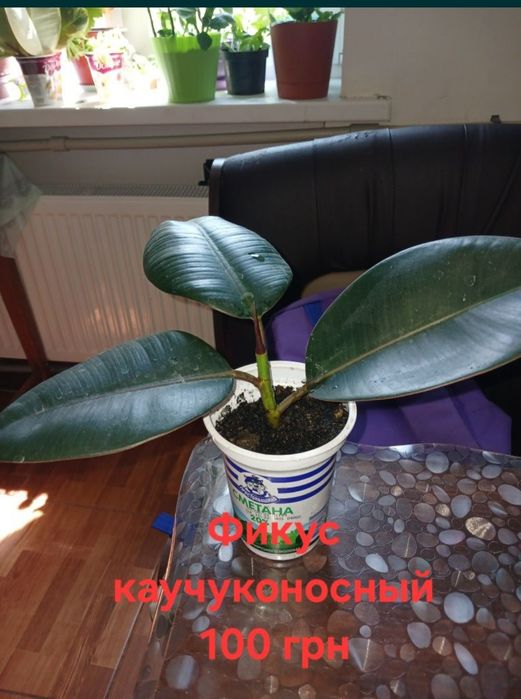 Цветы каланхоэ, петра кротон, суккуленты, алое, шлюмбергера, декабрист