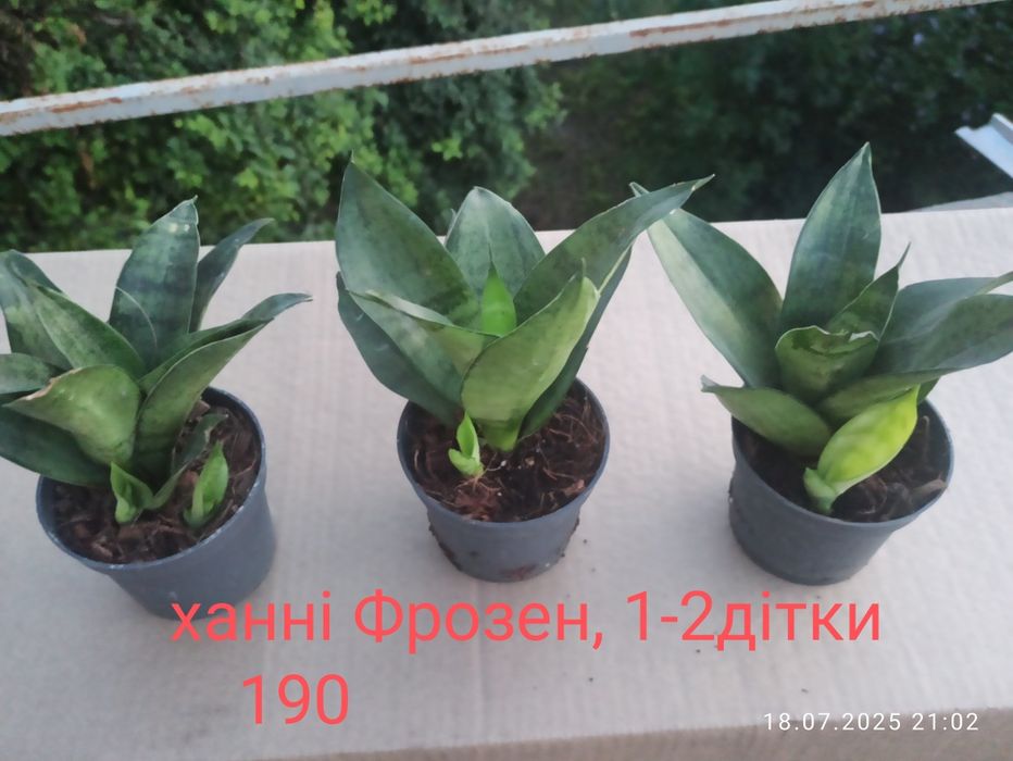 Сансевієрії Індонезія