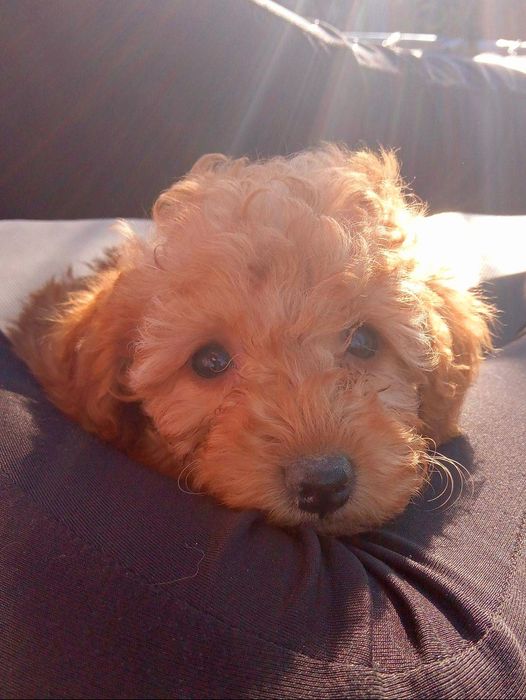 pudel toy sunia apricot red 2 szczepienia
