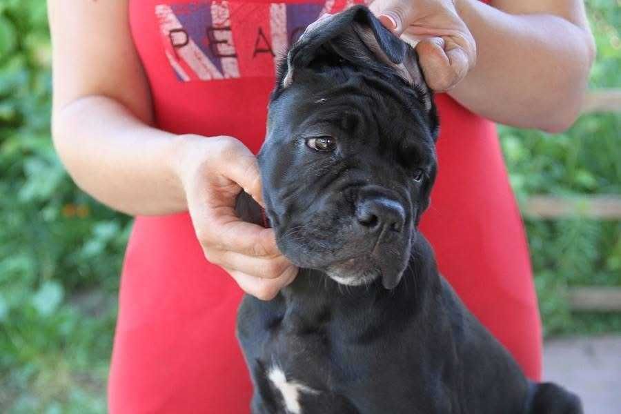 Шикарные щенки кане корсо